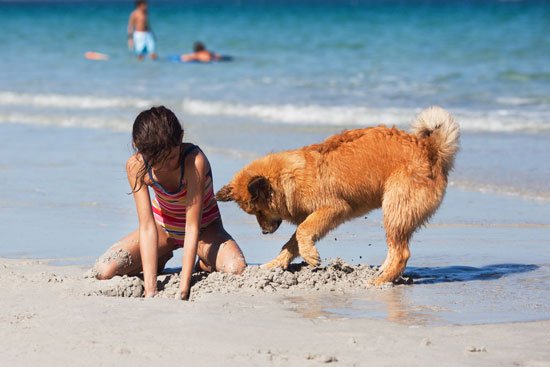 dogs welcome holiday homes UK